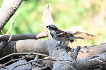 House sparrow. Its other name Passer domesticus and Indian House sparrow. This is a bird of...