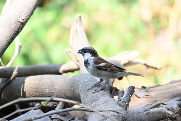 House sparrow. Its other name Passer domesticus and Indian House sparrow. This is a bird of...
