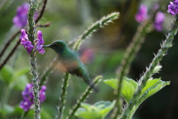 hummingbird feeding on flower