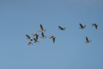 Flock of Greater white-fronted geese - Anser albifrons albifrons and barnacle geese - Branta leucopsis in flight with blue sky in background. Photo from Warta Mouth National Park in Poland.