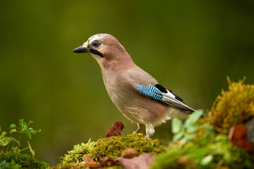 Close-up of an Eurasian Jay (Garrulus glandarius) perched on a moss-covered forest floor. The bird is sharply in focus, showing its colorful plumage with blue and black wing markings.