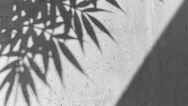 Shadow of palm leaves on textured concrete wall