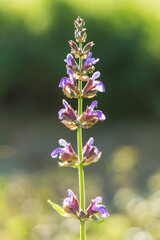 Close-up of Vibrant Sage Plant in Natural Light