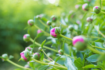 Obraz premium Peony Buds Displaying Vibrant Colors in a Lush Garden