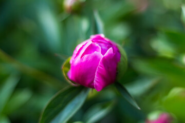 Fototapeta premium Peony Buds Displaying Vibrant Colors in a Lush Garden