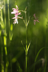 Close-Up of Pink Wildflowers in a Green Field