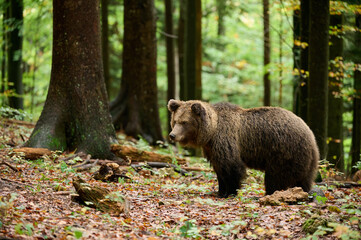 Brown bear walking in forest in autumn, side view