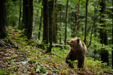 Brown bear walking in forest in autumn, side view