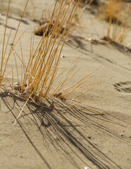 Closeup of Dry Grass Casting Shadows in Desert Sand.