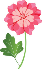 pink flower isolated on white