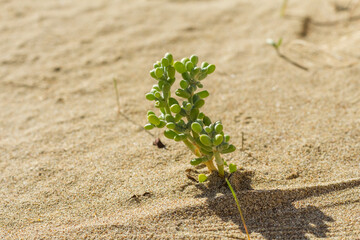 Succulent Plant Growing in Sandy Terrain