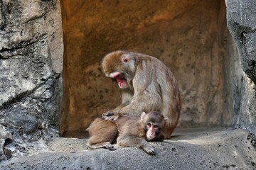 子ザルの毛繕いをするニホンザルの母親