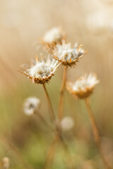  Close-Up of Dried Wildflowers in a Soft Focus Setting
