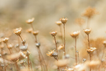  Close-Up of Dried Wildflowers in a Soft Focus Setting