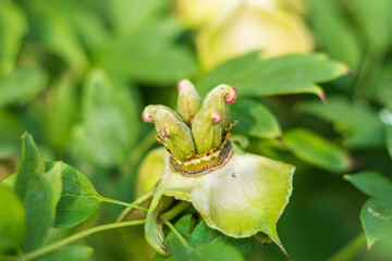 White Flower Bud Surrounded by Green Leaves