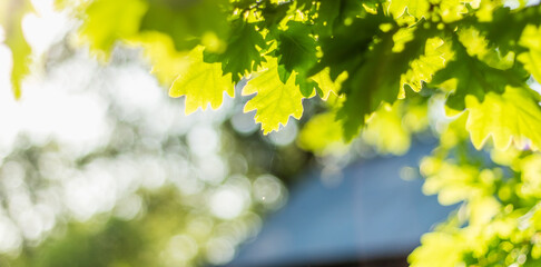 Sunlit Green Oak Leaves with Soft Bokeh Background.