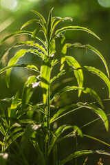 Close-up of Lush Green Plant in Sunlit Forest