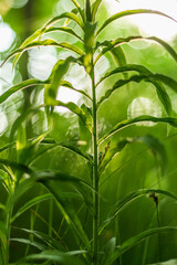 Close-up of Lush Green Plant in Sunlit Forest
