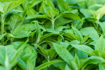 Lush Green Leaves Form a Dense Forest Foliage Pattern