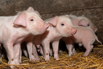 Four playful piglets are cozy in soft straw, showing their adorable nature amid the warmth of farm life © olga_sova