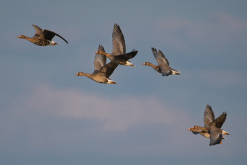 Flock of Greater white-fronted geese - Anser albifrons albifrons in flight with blue sky in background. Photo from Warta Mouth National Park in Poland.