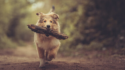 Rough Collie Welpe Langhaar britisch trägt einen Stock im Maul outdoor im Frühling Var. 6