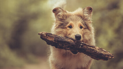 Rough Collie Welpe Langhaar britisch trägt einen Stock im Maul outdoor im Frühling Var. 5