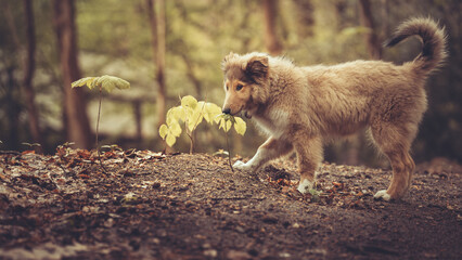 Welpe rough Collie Langhaar britisch sable läuft Outdoor im Wald Frühling Var. 7
