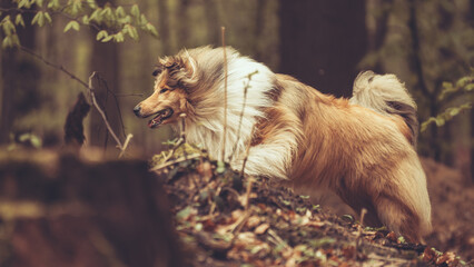 Adult rough Collie Langhaar britisch läuft im Wald im Frühling Var. 3