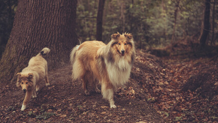 Adult rough Collie Langhaar britisch steht im Wald im Frühling Var. 1