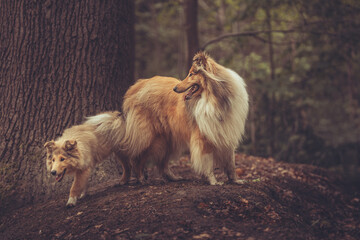 2 rough Collies Langhaar britisch adult und Welpe stehen im Wald im Frühling Var. 1