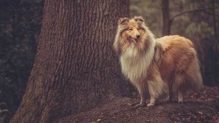 Adult rough Collie Langhaar britisch steht im Wald im Frühling Var. 1