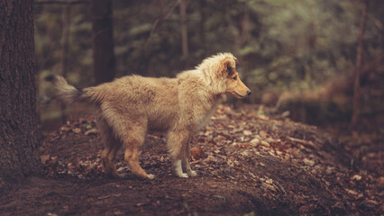 Welpe rough Collie Langhaar britisch sable läuft Outdoor im Wald Frühling Var. 4