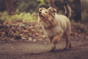 Welpe rough Collie Langhaar britisch sable läuft Outdoor im Wald Frühling Var. 2