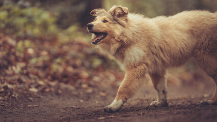 Welpe rough Collie Langhaar britisch sable läuft Outdoor im Wald Frühling Var. 1
