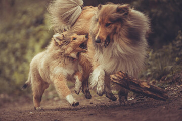 2 rough Collies Langhaar sable spielen und laufen miteinander outdoor mit einem Stock im Frühjahr....