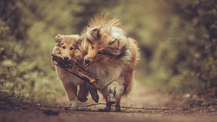 2 rough Collies Langhaar sable spielen und laufen miteinander outdoor mit einem Stock im Frühjahr....