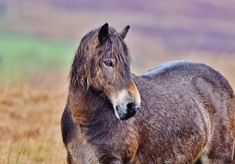 An Exmoor pony stood on the moors in the rain.