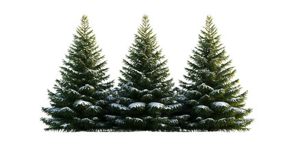 PNG of Three majestic evergreen trees blanketed in snow, exuding the serene beauty of winter.