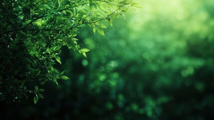 Lush Green Forest Canopy: A Serene Nature Escape