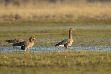 Pair of Greater white-fronted geese - Anser albifrons albifrons on meadow. Photo from Warta Mouth National Park in Poland.