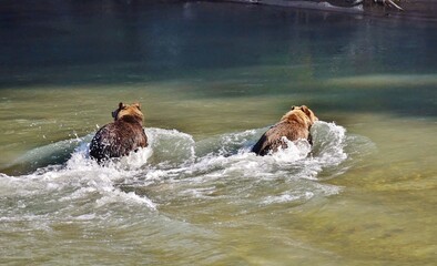 Naklejka premium Two Grizzly Bears crossing a river, going away from the camera. 