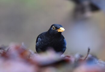 A Blackbird on the ground, sat still looking towards the camera.