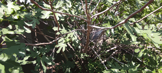 Fig plant in a garden