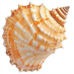 Spiral Seashell,  Orange and White