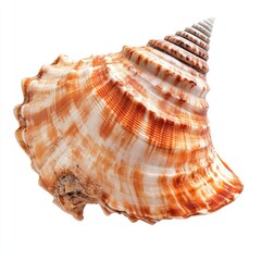 Seashell, intricate design