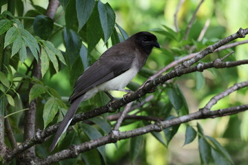 brown jay on branch