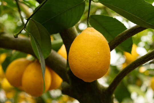 Meyer Lemon Tree with Ripe Yellow Fruits