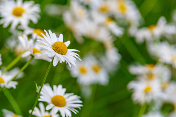 Camomile.Chamomile flower field.Field of camomiles at sunny day at nature.Spring, summer background. Meadow flowers. Medicinal plant.