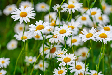 Camomile.Chamomile flower field.Field of camomiles at sunny day at nature.Spring, summer background. Meadow flowers. Medicinal plant.